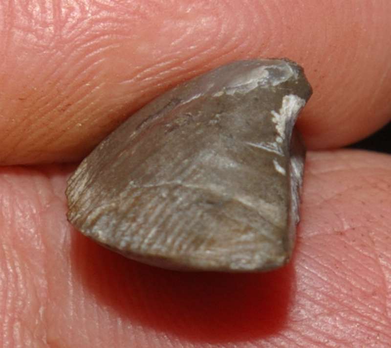Cyrtospirifer minor