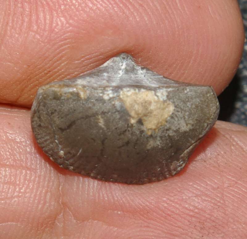 Cyrtospirifer minor