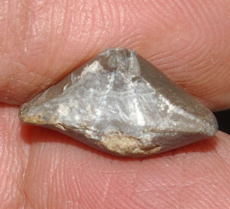 Cyrtospirifer minor