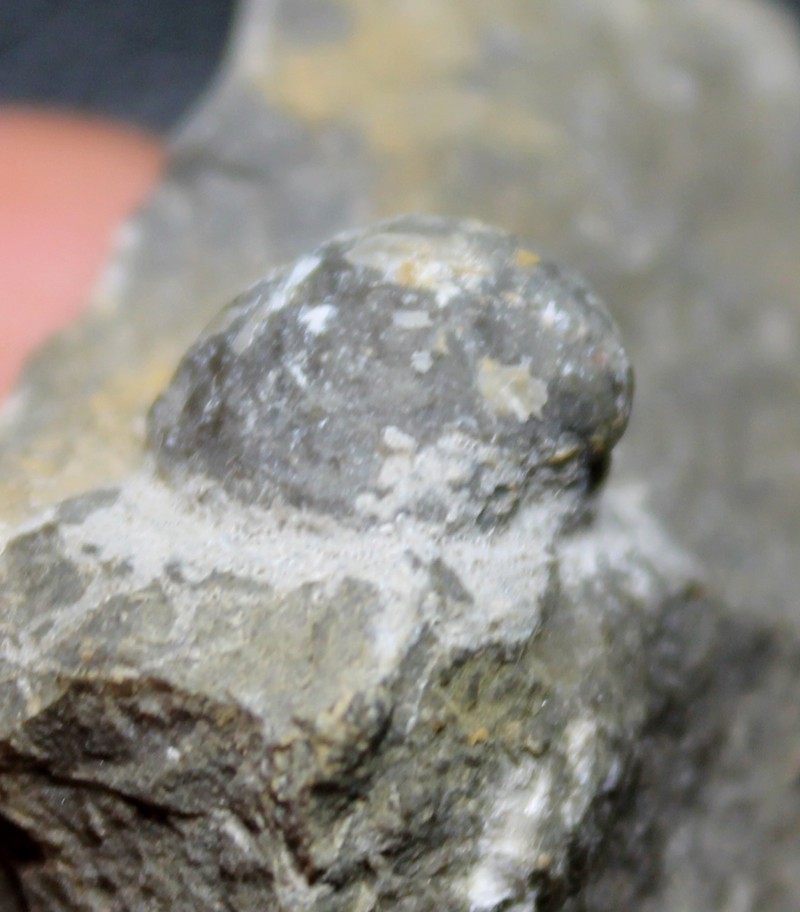Praewaagenoconcha speciosa
