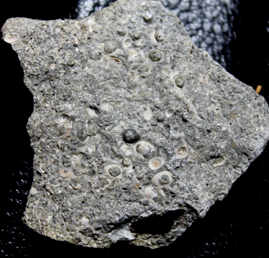 Silurian inarticulate brachiopods