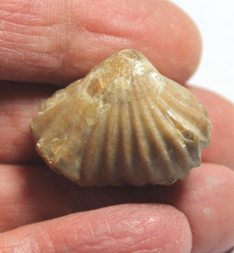  Lacunosella