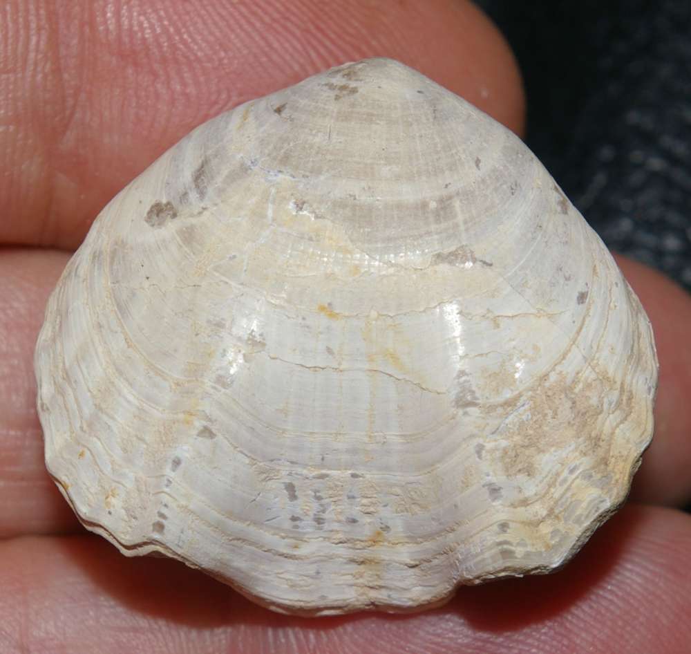 Cretirhynchia limbata