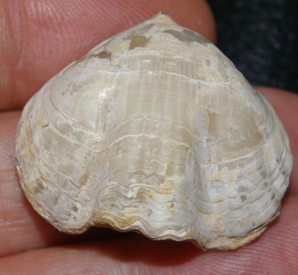 Cretirhynchia limbata