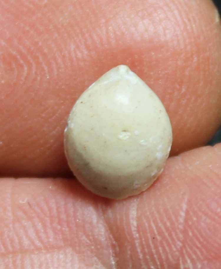 Arcuatothyris arcuata