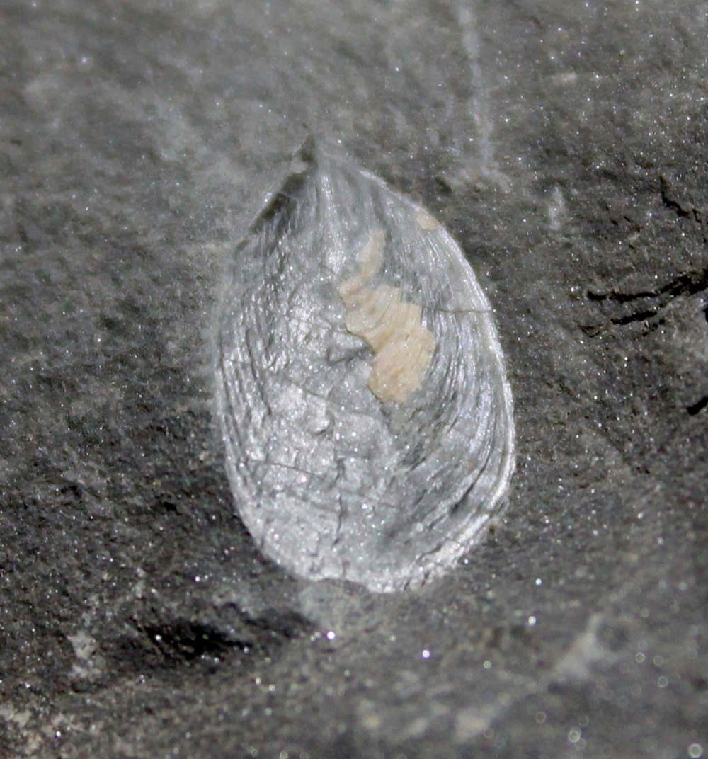 Devonian inarticulate brachiopods