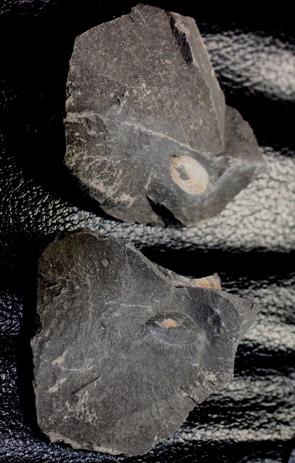Devonian inarticulate brachiopods
