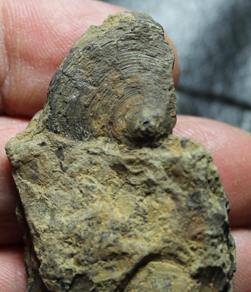 Silurian inarticulate brachiopods