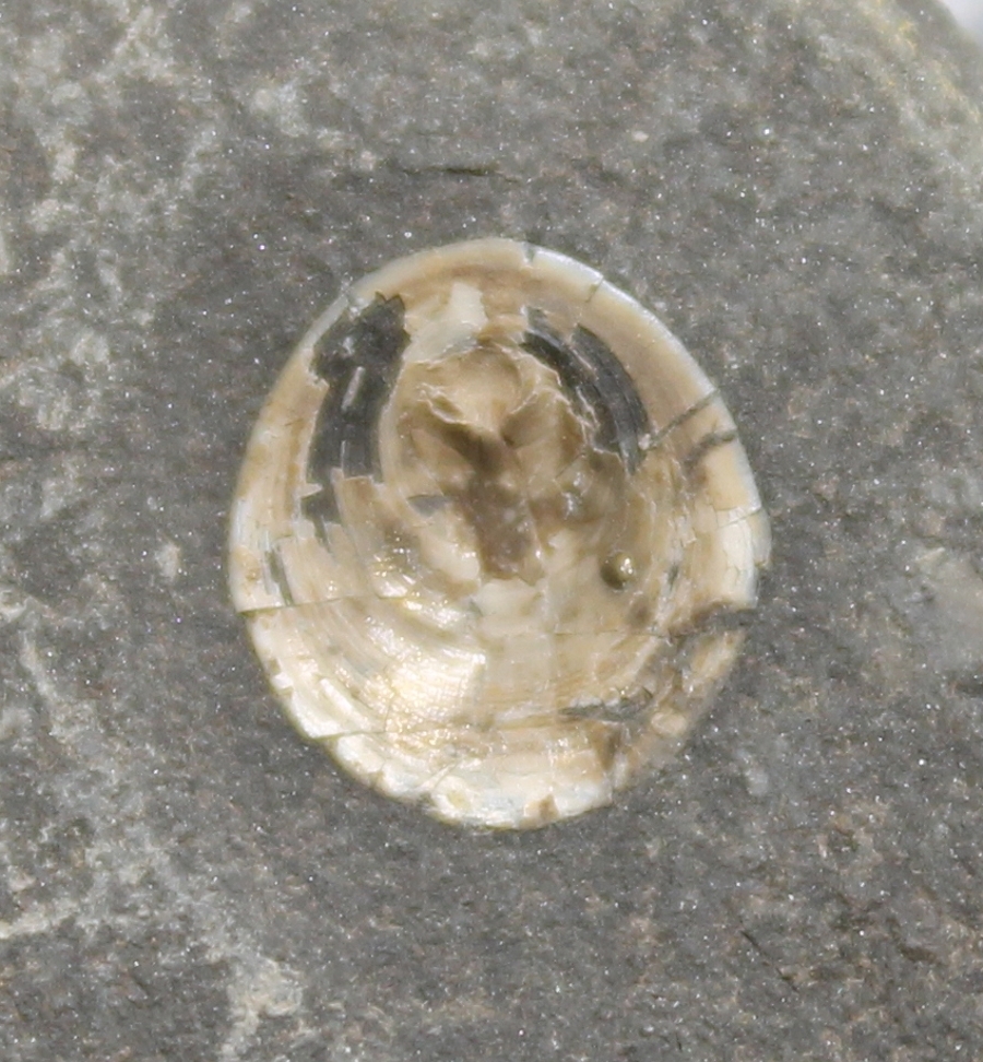 Orbiculoidea
