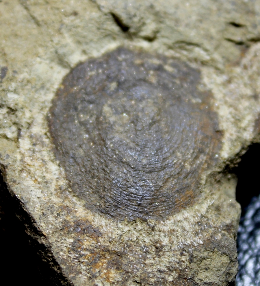 Orbiculoidea