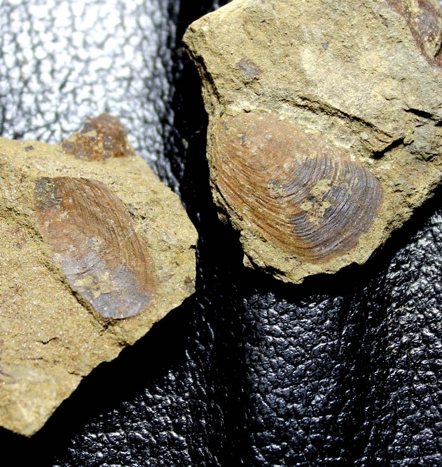 Barroisella