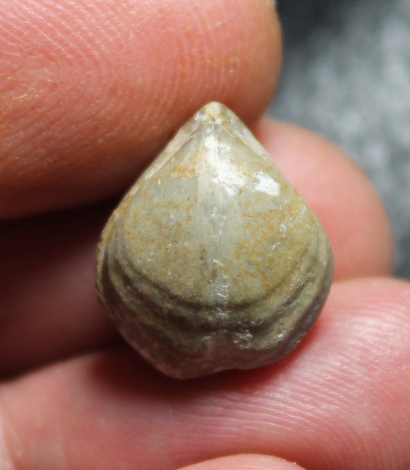 Silurian fossil brachiopod