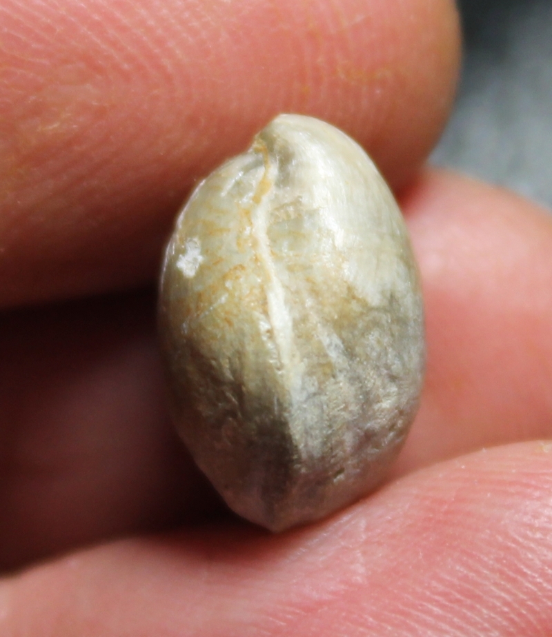 Silurian fossil brachiopod