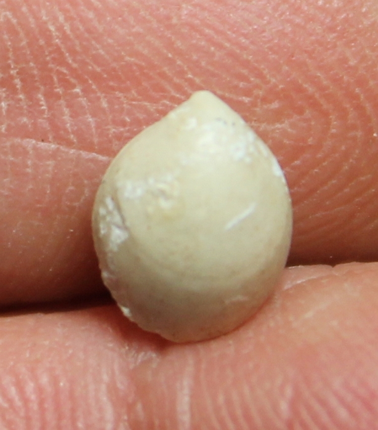 Arcuatothyris arcuata