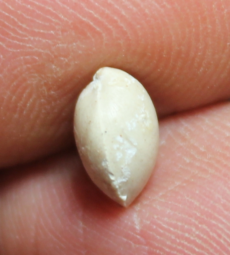 Arcuatothyris arcuata