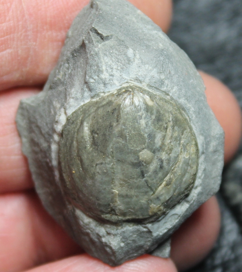  Devonian fossil brachiopod