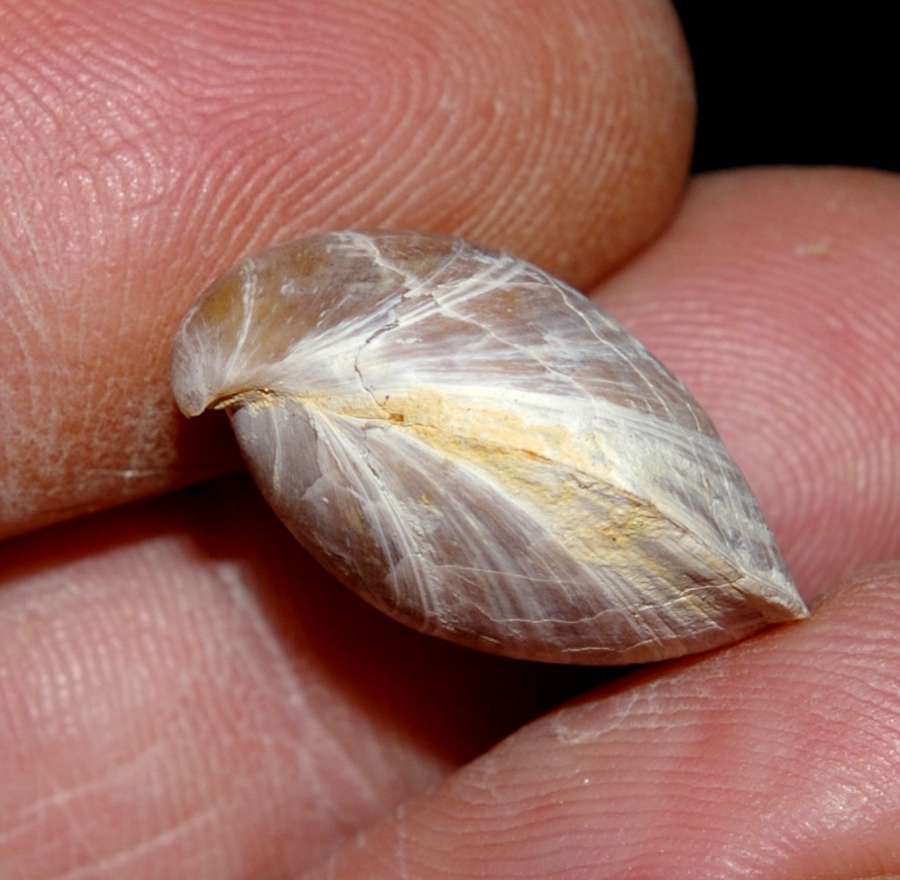 Fossils brachiopods