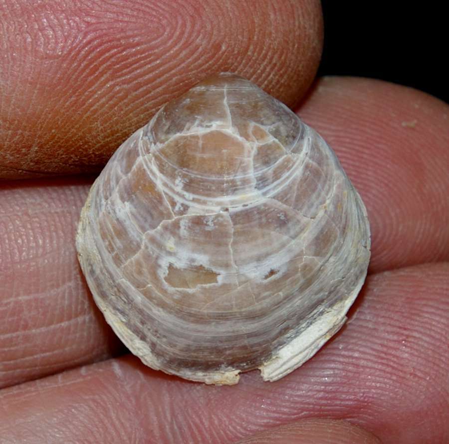 Fossil brachiopods