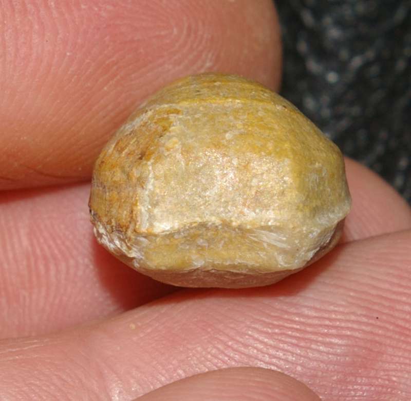 Microthyridina lagenalis 