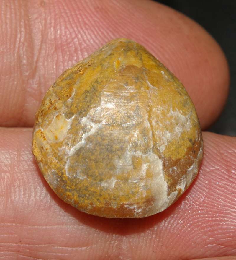 Oxfordian brachiopods.jpg