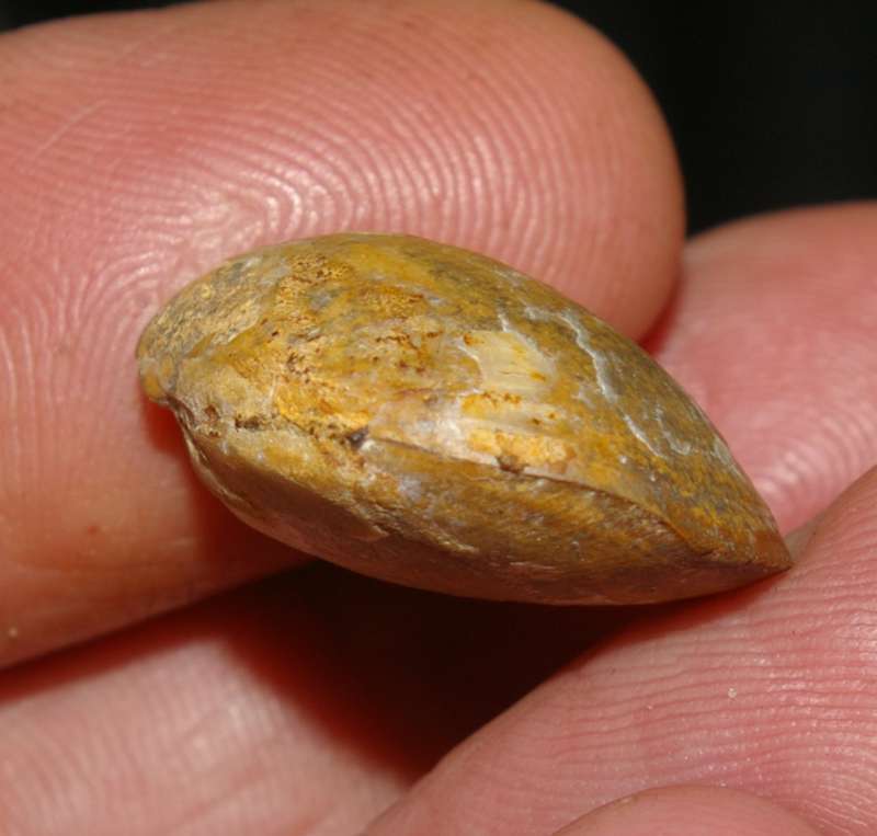 Jurassic brachiopod.jpg