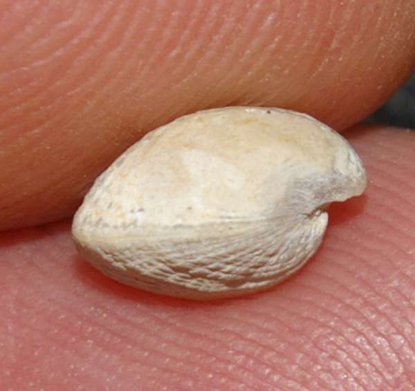 oxfordian brachiopods