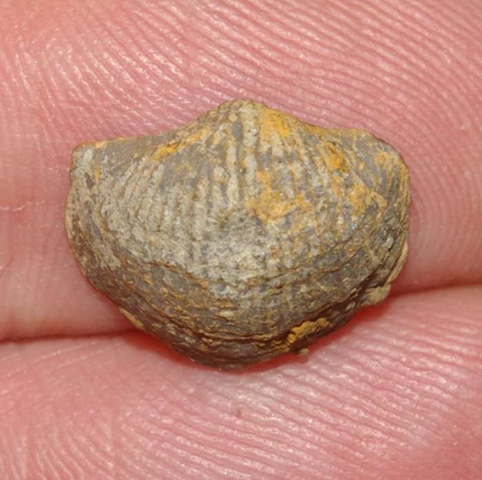 Devonaria zeuschneri.jpg