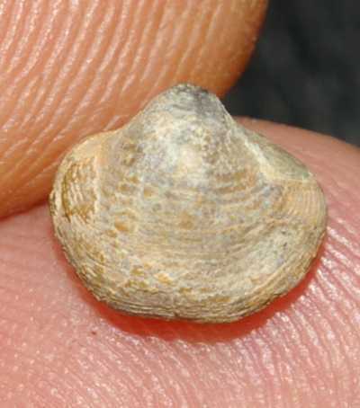 Devonian brachiopods
