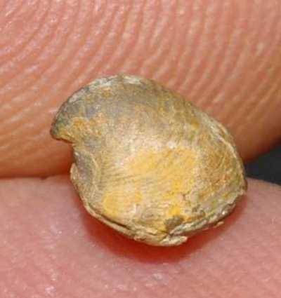 Devonian fossils brachiopods