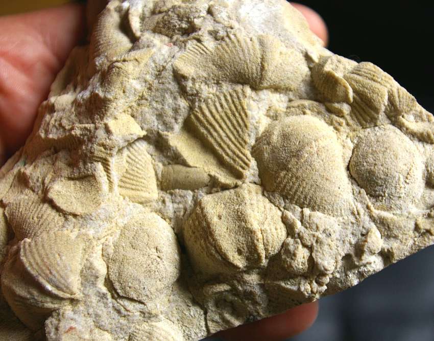 Nice Brachiopods Plate.jpg