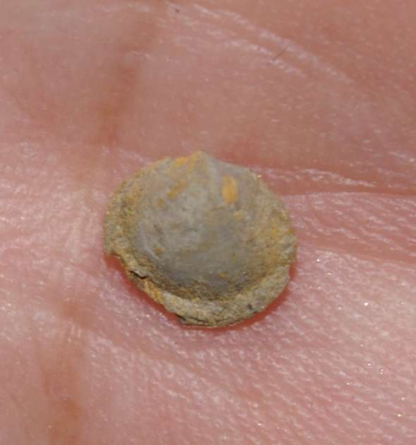 Devonian brachiopod