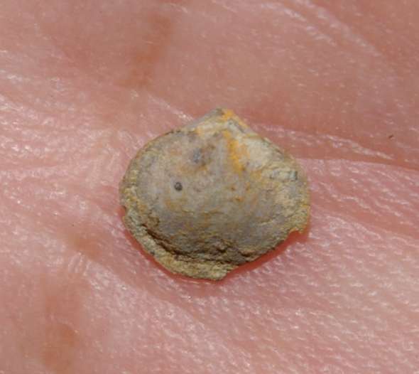 Rensselandia circularis (Holzapfel)