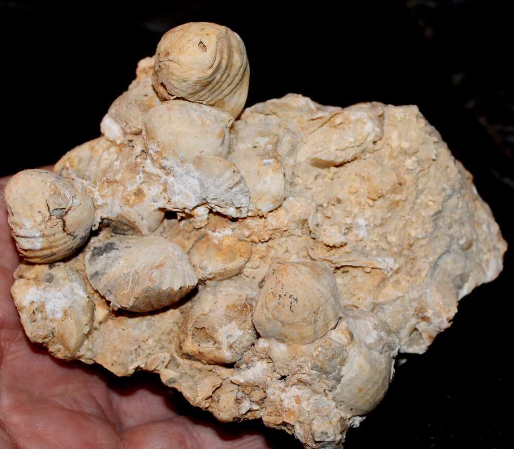 Fossil Brachiopod 