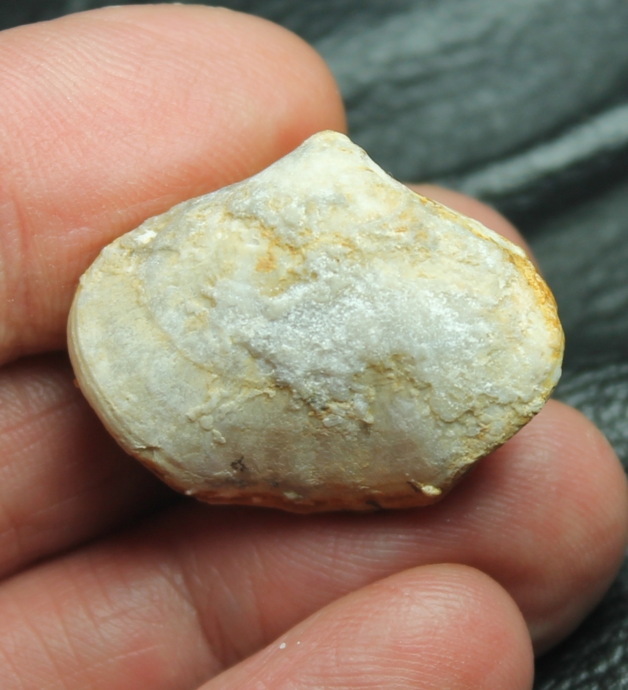 Fortunella monsalvensis