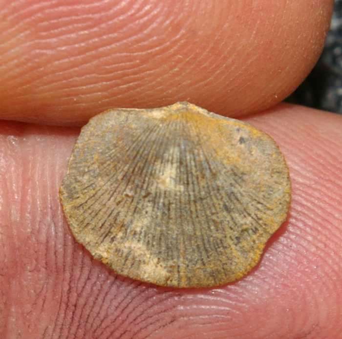 Gruenewaldita latilinguis