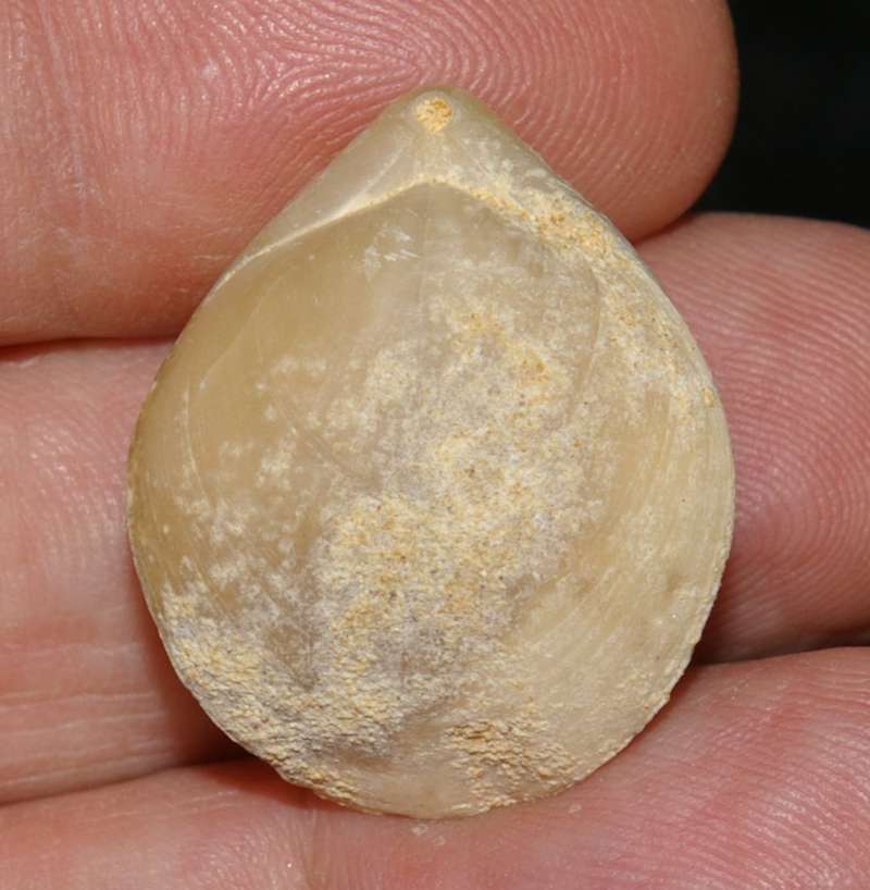  Miocene fossil brachiopod