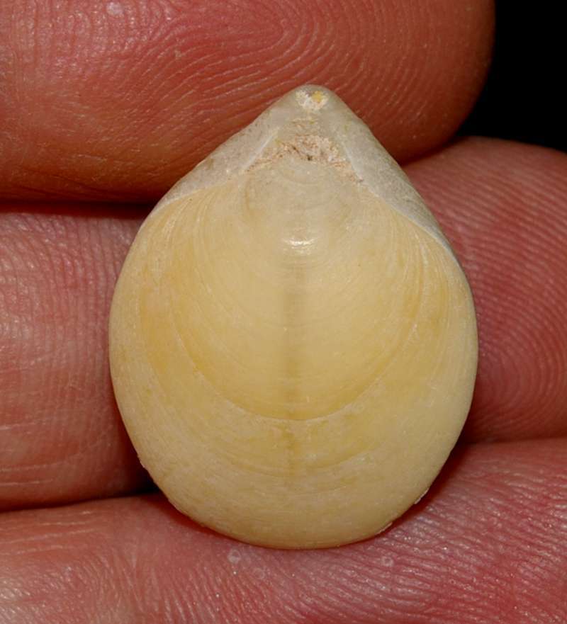 Austrothyris grandis