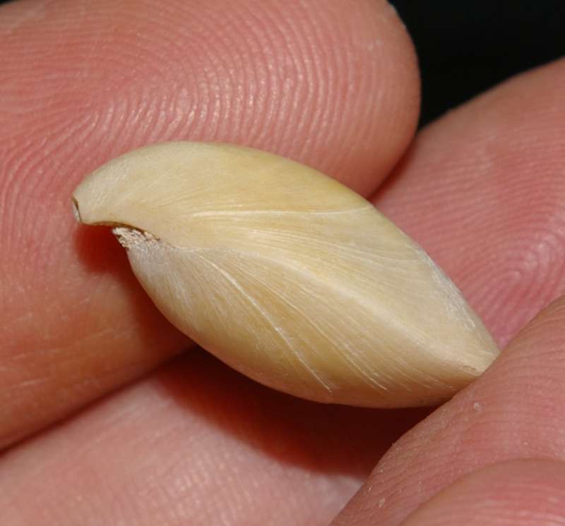 Miocene brachiopod