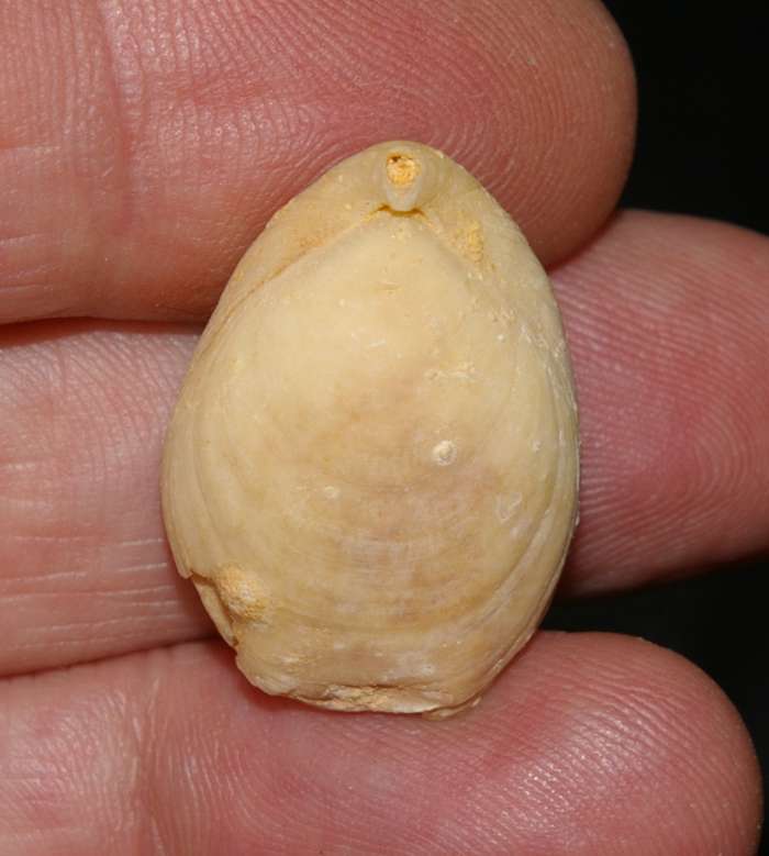 Miocene brachiopod