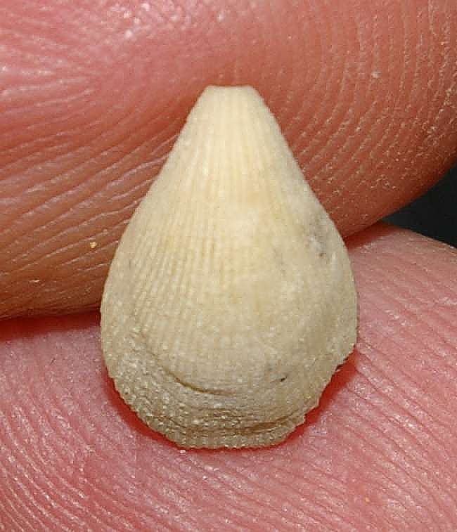 Miocene brachiopod