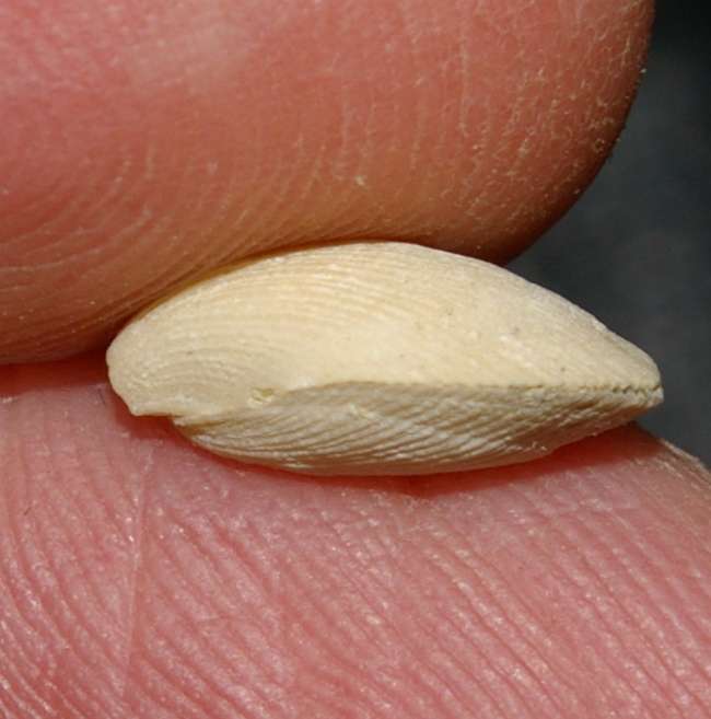 Miocene fossil brachiopod