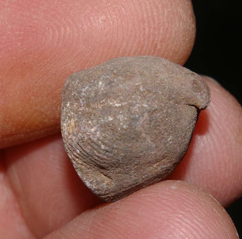 fossil Brachiopods Rhynchonella subcordiformis