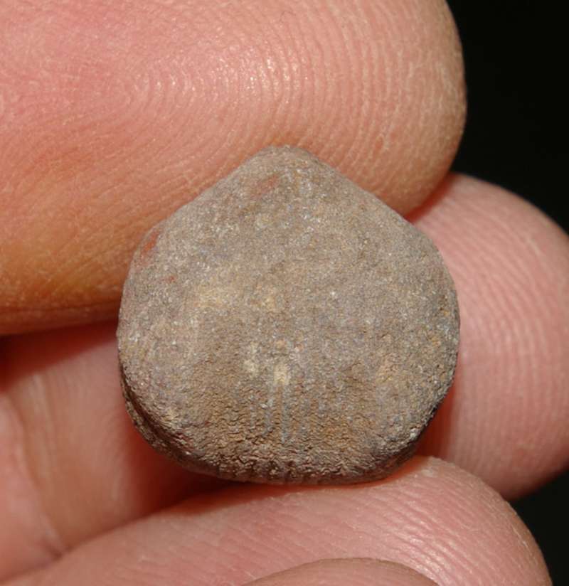 fossil Brachiopods Rhynchonella subcordiformis
