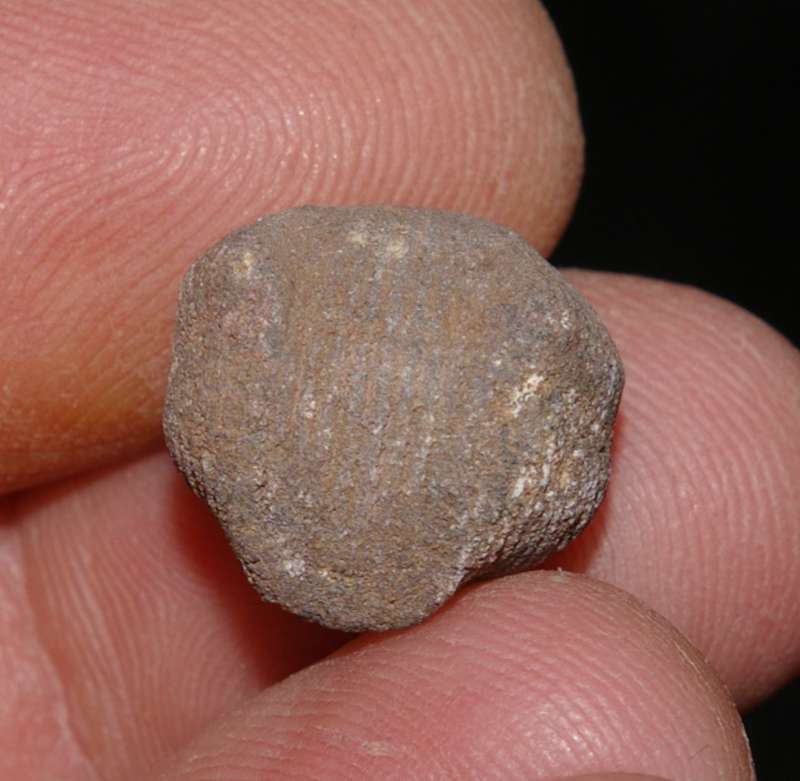 fossil Brachiopods Rhynchonella subcordiformis