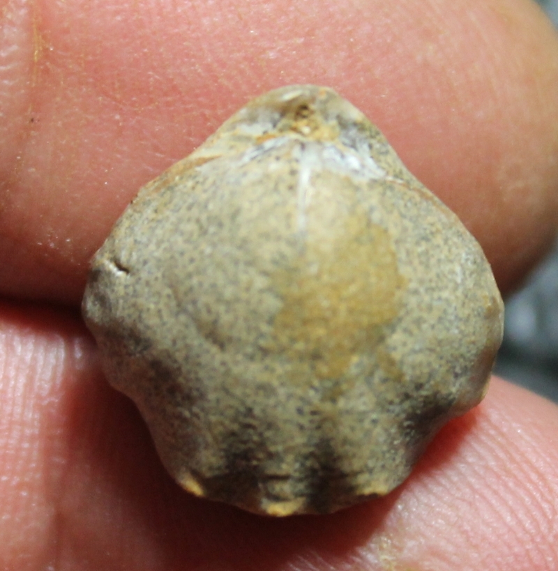 Laevigaterhynchia triplicosa