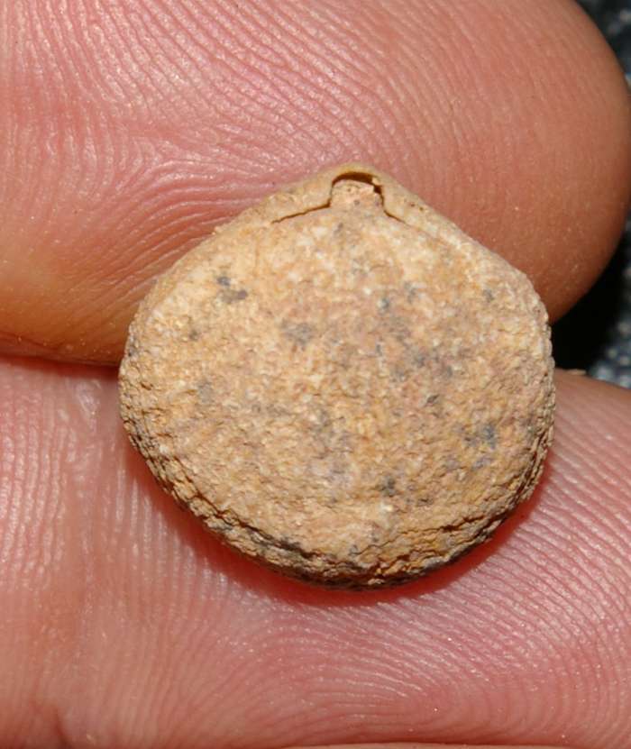 fossil Atrypa.jpg
