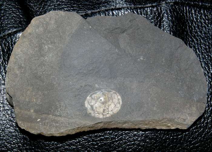 Frasnian Brachiopoden