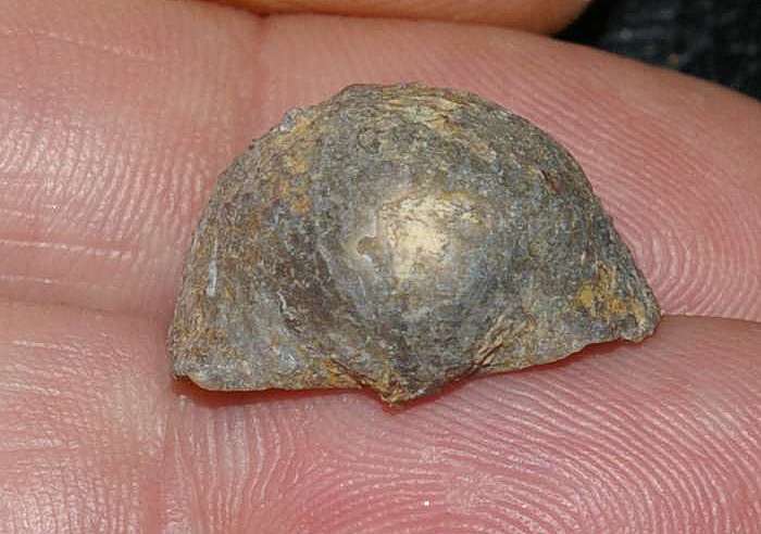 Poloniproductus varians.jpg