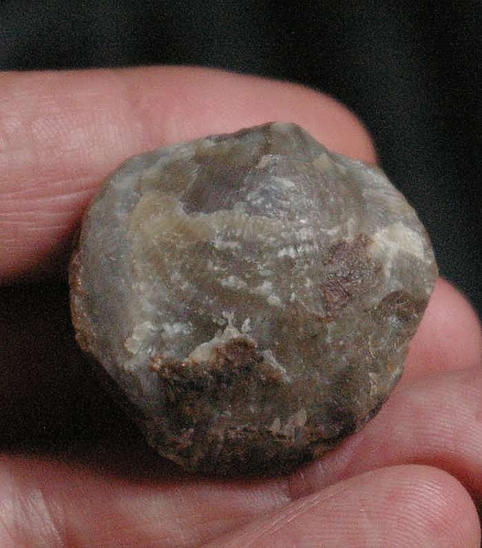   Devonian, Frasnian brachiopod