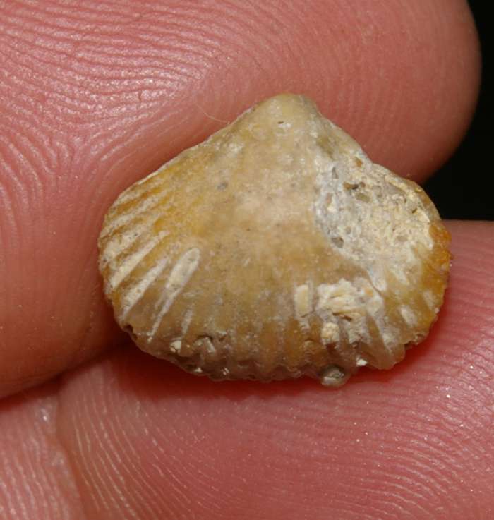  Ivanoviella oxoniensis